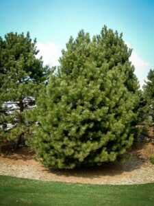 Сосна Чёрная (Pinus Nigra) купить по цене от 270.00р. в интернет-магазине «Посадика» с доставкой почтой в в Тогучине и по всей России – [изображение №1].