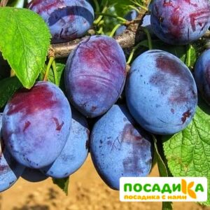 Слива Чачакская ранняя купить по цене от 229.00р. в интернет-магазине «Посадика» с доставкой почтой в в Тогучине и по всей России – [изображение №1].