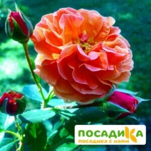 Роза Арабия купить по цене от 350.00р. в интернет-магазине «Посадика» с доставкой почтой в в Тогучине и по всей России – [изображение №1].