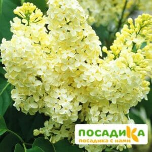 Сирень Примроуз (Primrose) купить по цене от 529.00р. в интернет-магазине «Посадика» с доставкой почтой в в Тогучине и по всей России – [изображение №1].