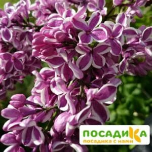 Сирень Сенсация купить по цене от 529.00р. в интернет-магазине «Посадика» с доставкой почтой в в Тогучине и по всей России – [изображение №1].