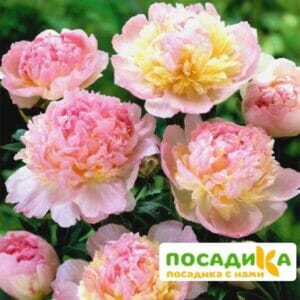 Пион Распберри Сандей (Paeonia Raspberry Sundae) купить по цене от 959р. в интернет-магазине «Посадика» с доставкой почтой в в Тогучине и по всей России – [изображение №1].