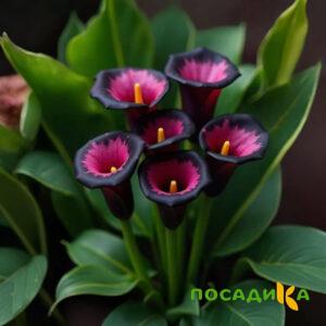 Калла Аура Лейс купить по цене от 400р. в интернет-магазине «Посадика» с доставкой почтой в в Тогучине и по всей России – [изображение №1].