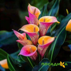 Калла Оникс купить по цене от 450р. в интернет-магазине «Посадика» с доставкой почтой в в Тогучине и по всей России – [изображение №1].