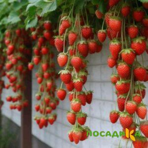 Клубника вьющаяся Комплимент купить по цене от 470р. в интернет-магазине «Посадика» с доставкой почтой в в Тогучине и по всей России – [изображение №1].