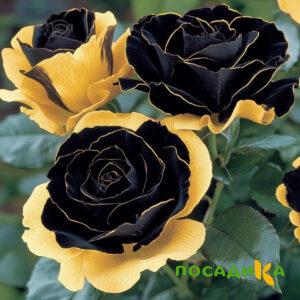 Роза Ханни Сикл купить по цене от 700р. в интернет-магазине «Посадика» с доставкой почтой в в Тогучине и по всей России – [изображение №1].