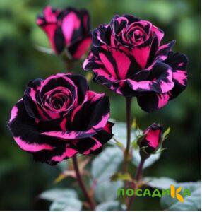 Роза Багровый Шепот купить по цене от 366р. в интернет-магазине «Посадика» с доставкой почтой в в Тогучине и по всей России – [изображение №1].